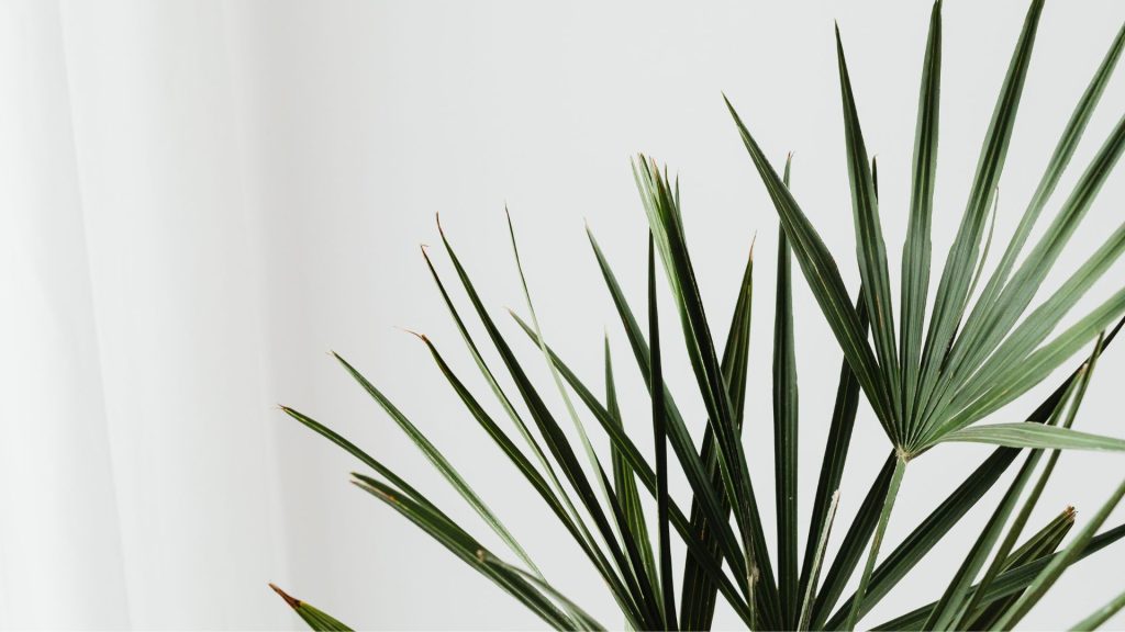Une plante devant un mur blanc Une plante devant un mur blanc