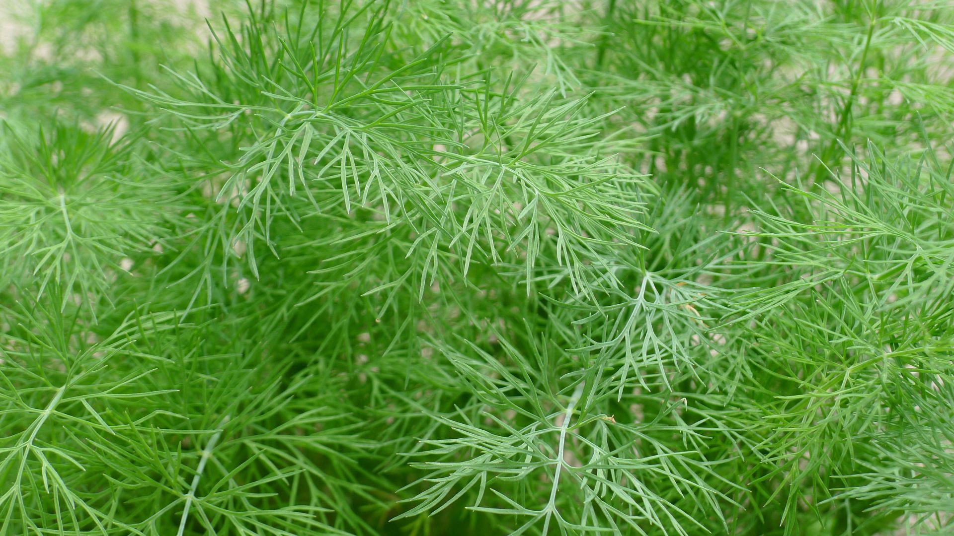 Un buisson de Peucedanum graveolens