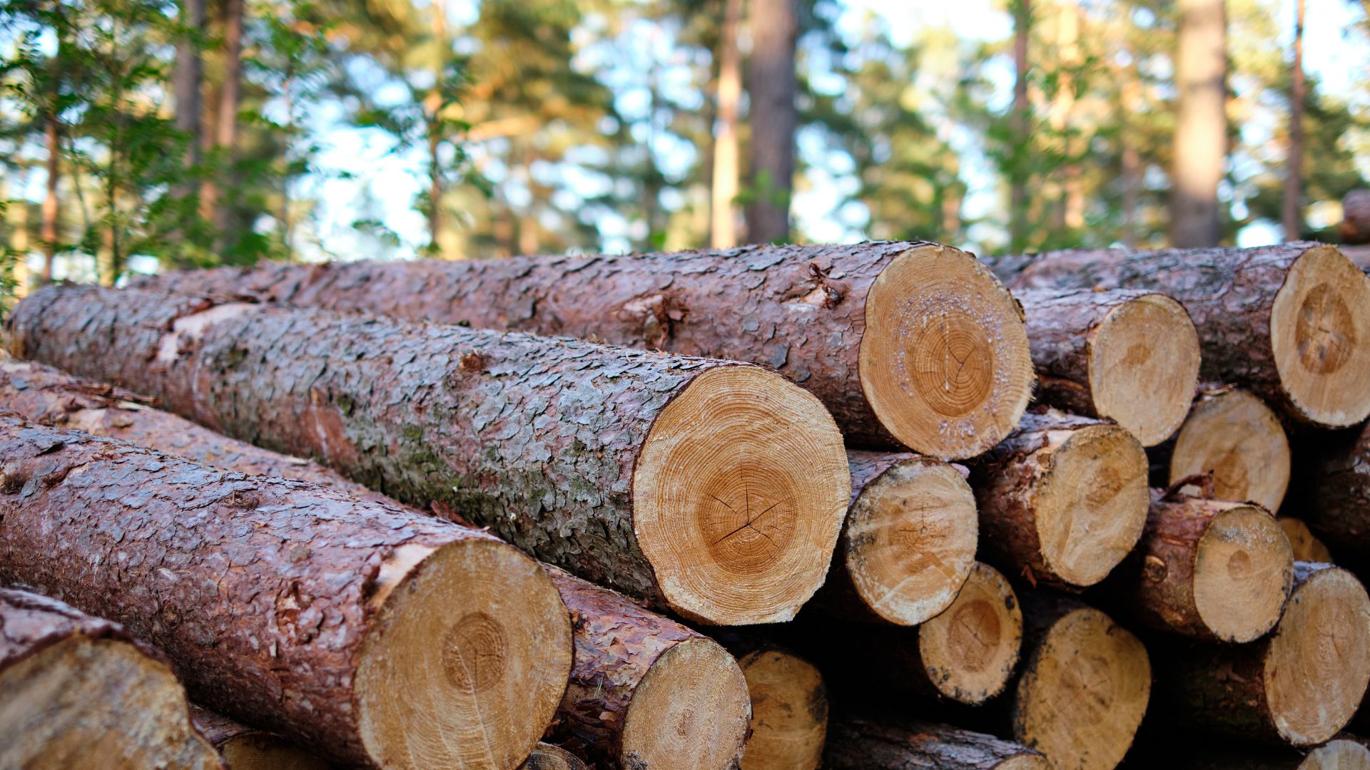 Un tas de bois Un tas de bois