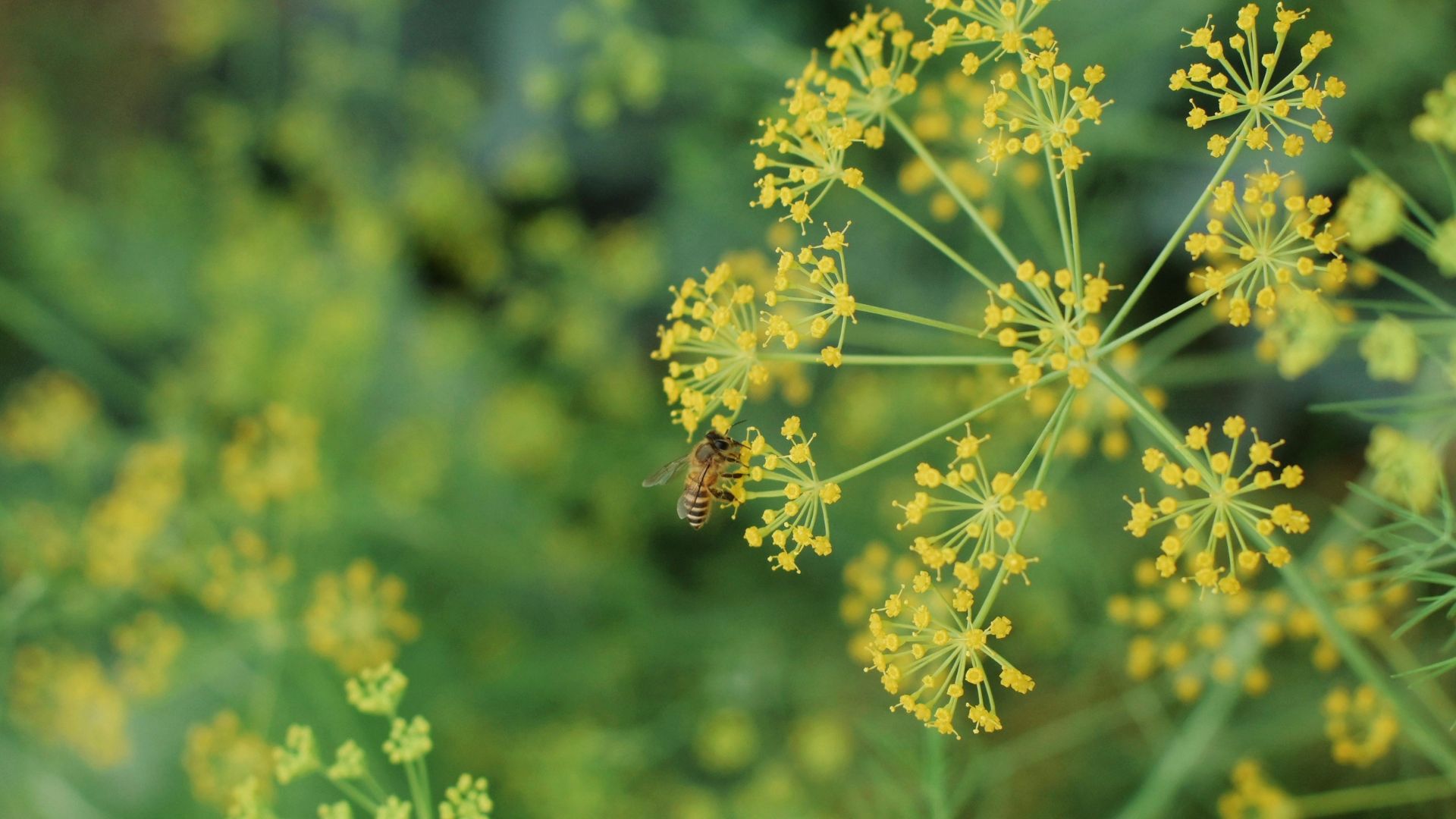 Une abeille butine du Peucedanum graveolens fleuri